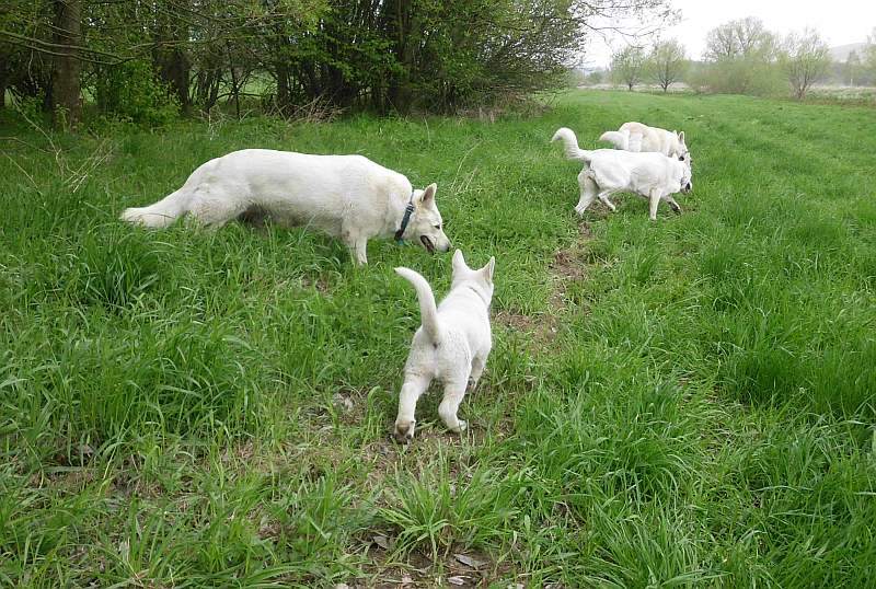 weisser Schferhund von den Grenzgngern