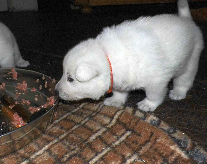 Weisse Schferhundwelpen von den Grenzgngern