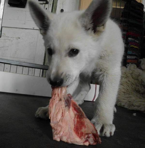 weisser Schferhund von den Grenzgngern