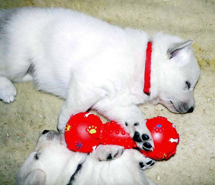 Weisser Schferhundwelpe von den Grenzgngern