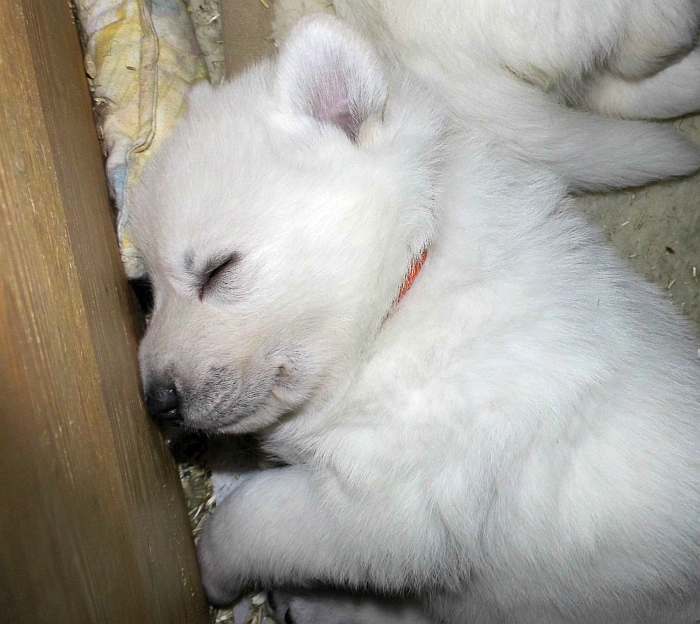 Weisse Schferhundwelpen von den Grenzgngern