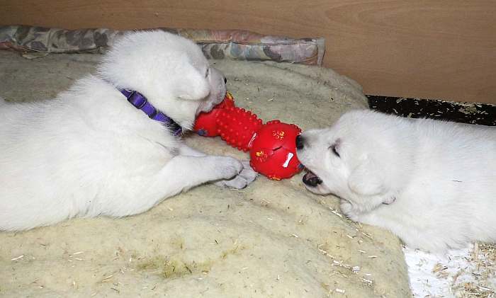 Weisser Schferhundwelpe von den Grenzgngern