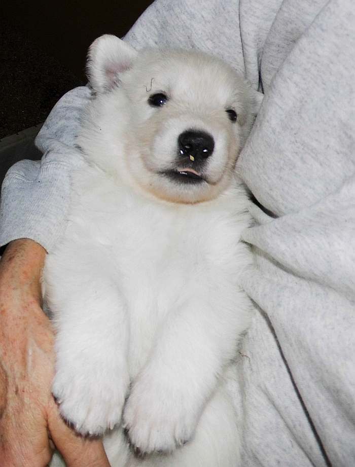 Weisse Schferhundwelpen von den Grenzgngern