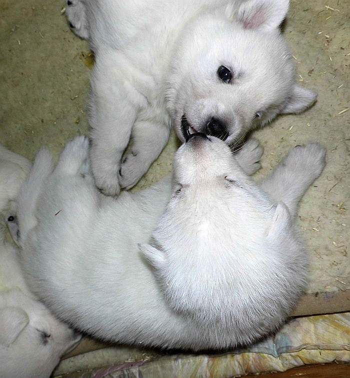 weisse Schferhunde von den Grenzgngern