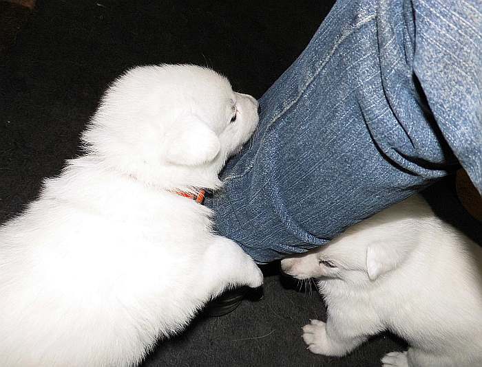 Weisse Schferhundwelpen von den Grenzgngern