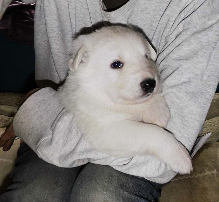 weisser Schferhundwelpe von den Grenzgngern