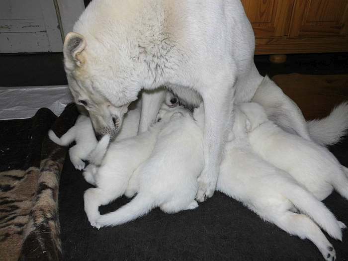 Weisse Schferhundwelpen von den Grenzgngern