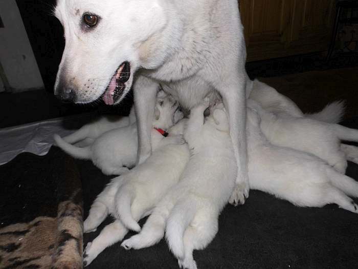 weisse Schferhundwelpen von den Grenzgngern