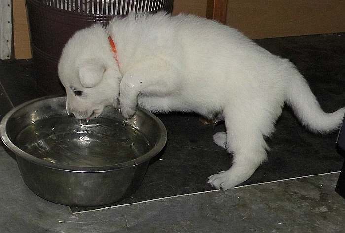 Weisse Schferhundwelpen von den Grenzgngern