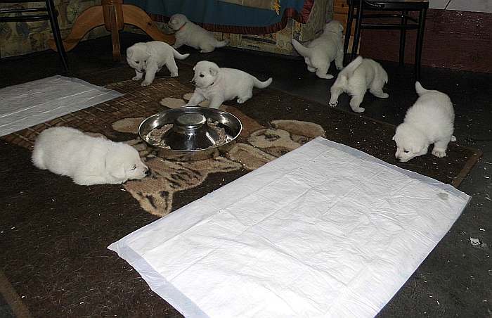 Weisse Schferhundwelpen von den Grenzgngern