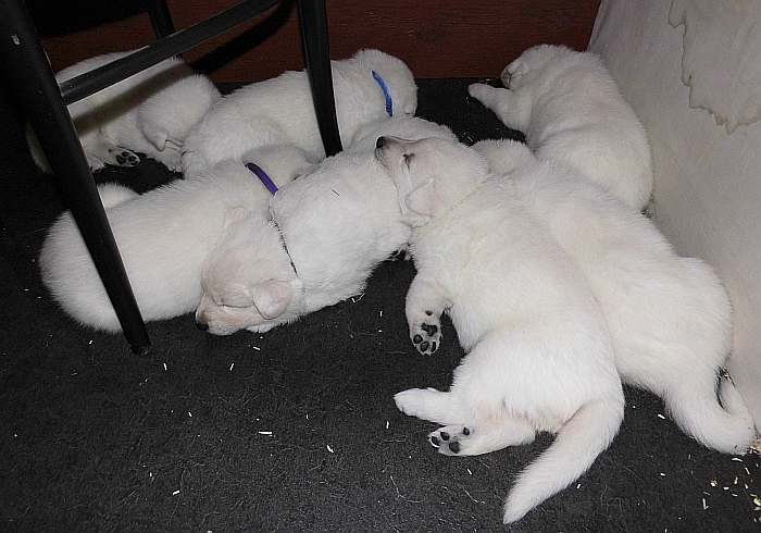 Weisse Schferhundwelpen von den Grenzgngern