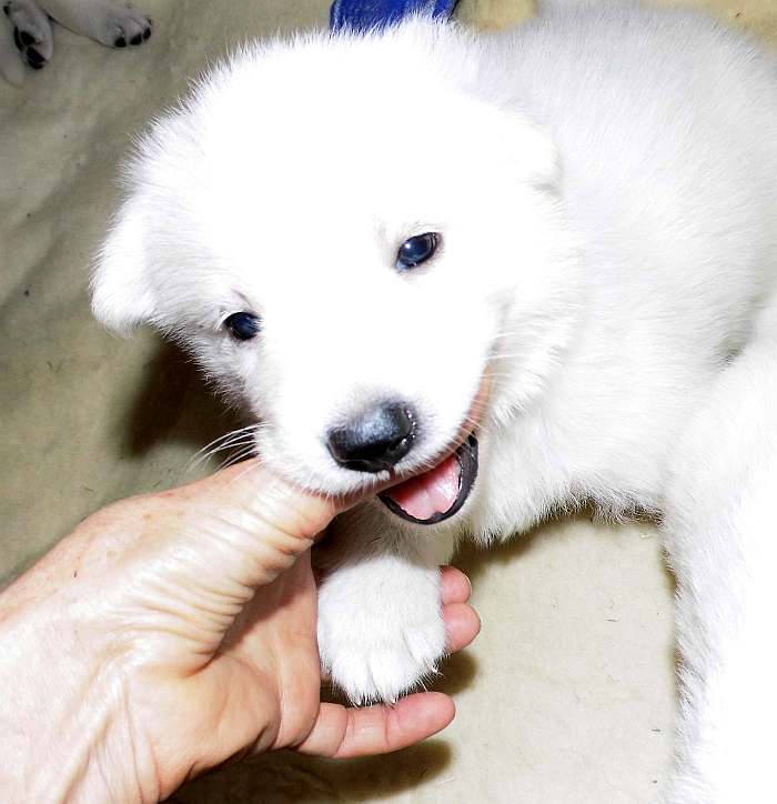 weisser Schferhundwelpe von den Grenzgngern