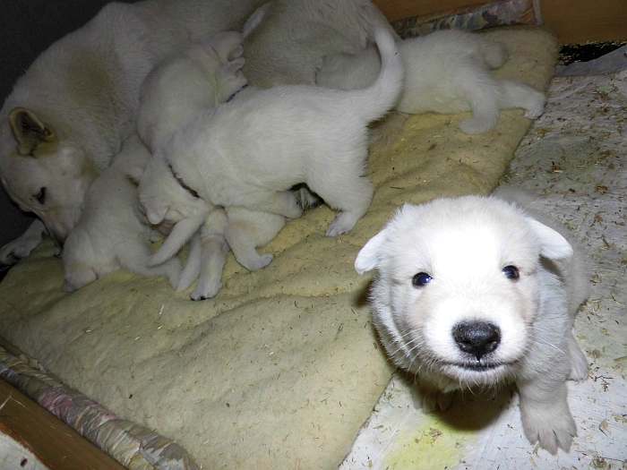 Weisse Schferhundwelpen von den Grenzgngern