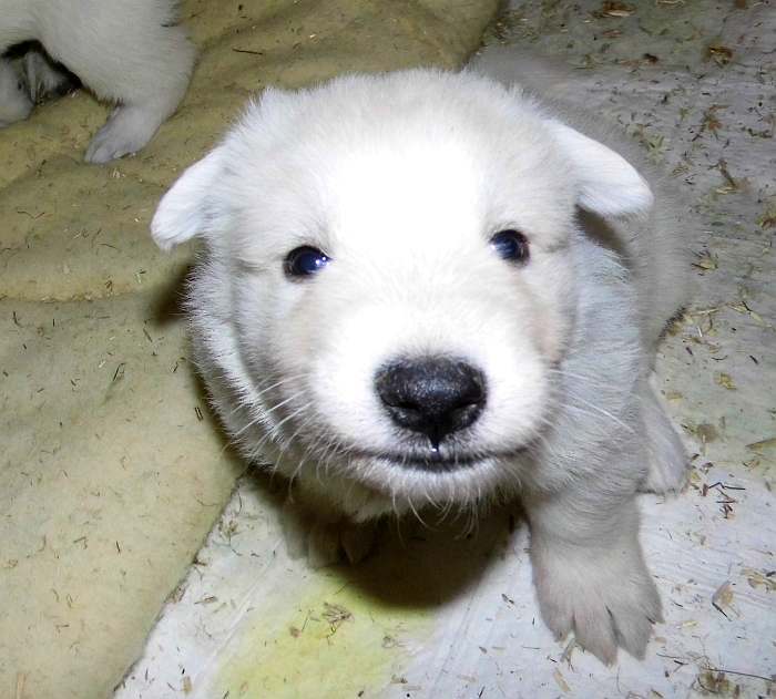 Weisse Schferhundwelpen von den Grenzgngern