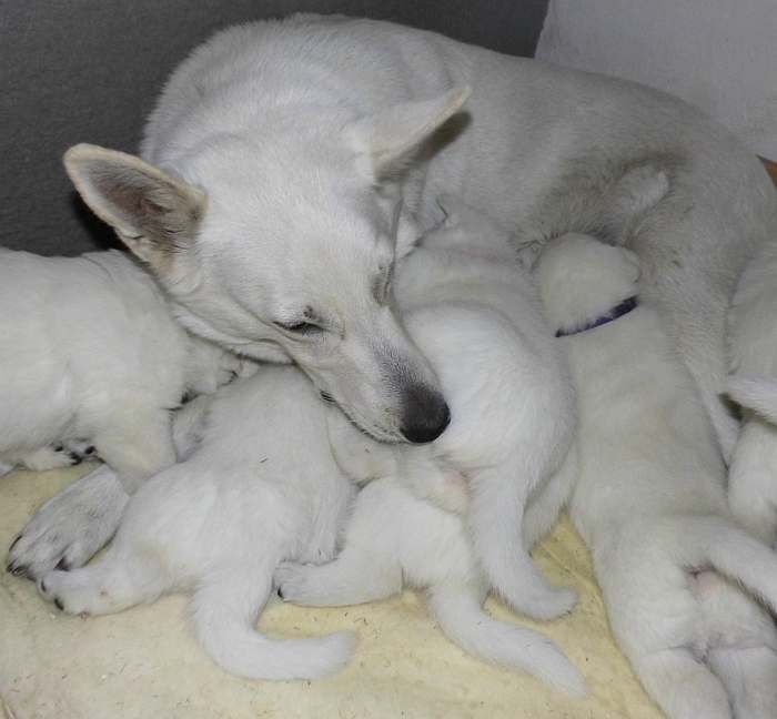 weisse Schferhundwelpen