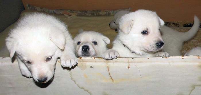 Weisse Schferhundwelpen von den Grenzgngern