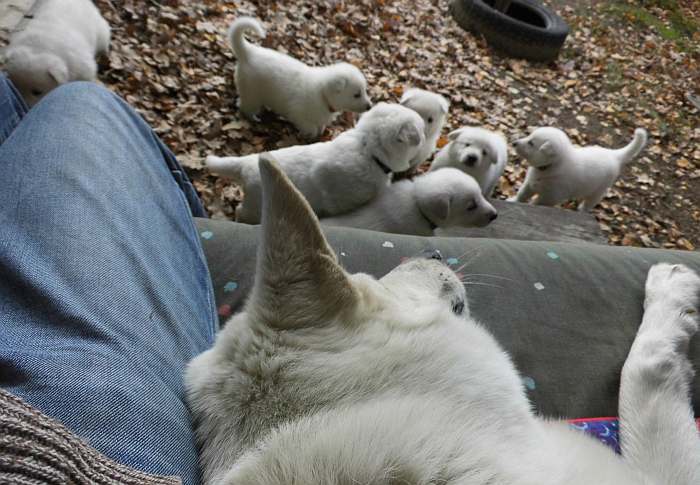 Weisse Schferhundwelpen von den Grenzgngern