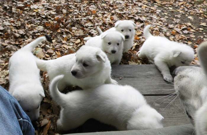 Weisse Schferhundwelpen von den Grenzgngern