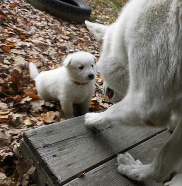 Weisse Schferhundwelpen von den Grenzgngern