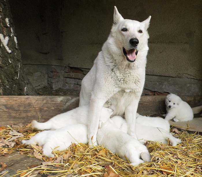 Weisse Schferhundwelpen von den Grenzgngern