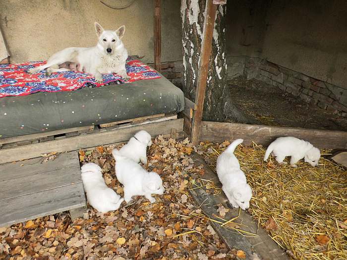 Weisse Schferhundwelpen von den Grenzgngern