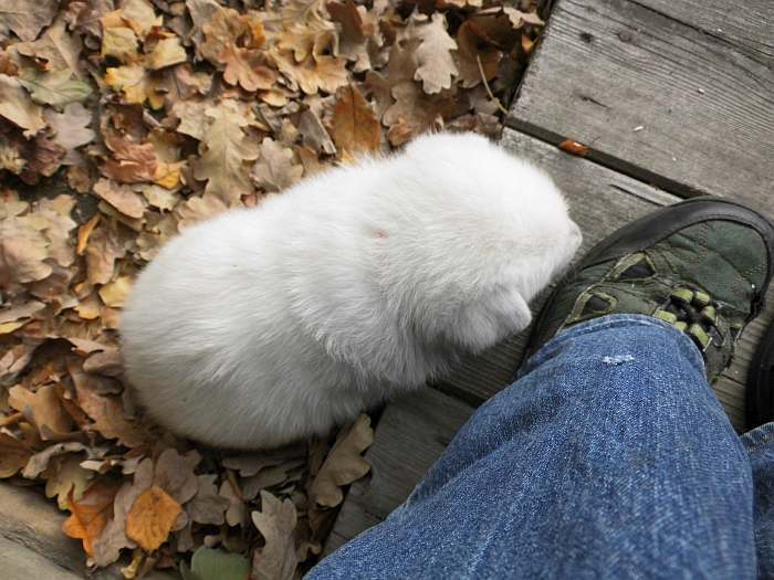 Weisse Schferhundwelpen von den Grenzgngern