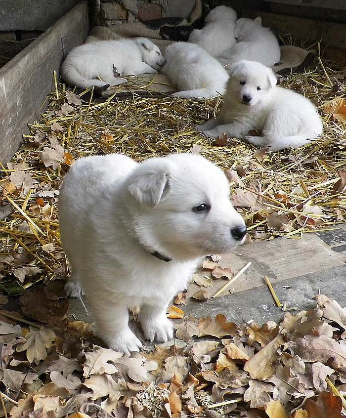 weisser Schferhundwelpe von den Grenzgngern