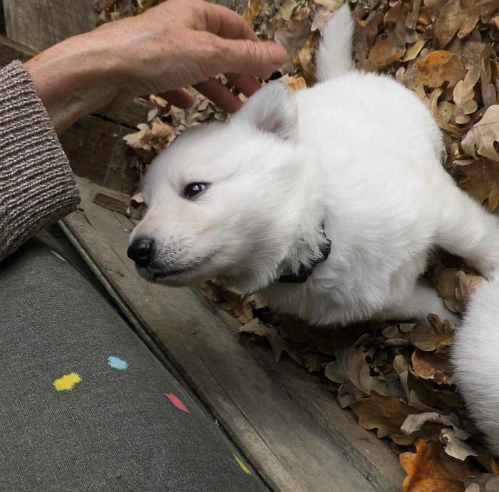 weisser Schferhundwelpe von den Grenzgngern