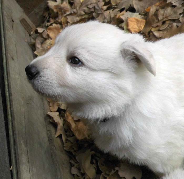 weisser Schferhundwelpe von den Grenzgngern