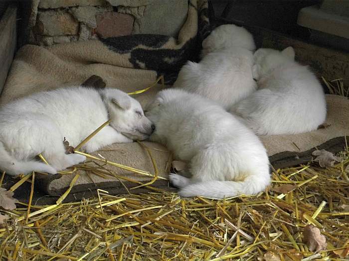 weisse Schferhundwelpen