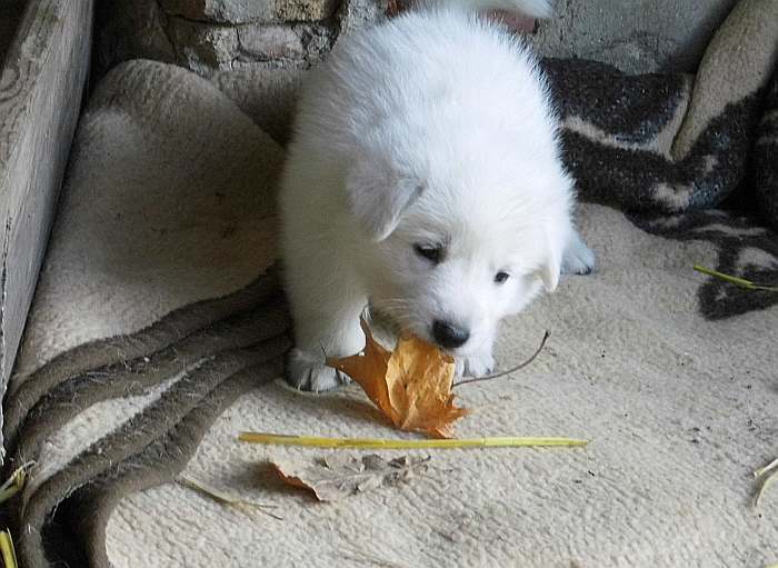 Weisser Schferhundwelpe von den Grenzgngern