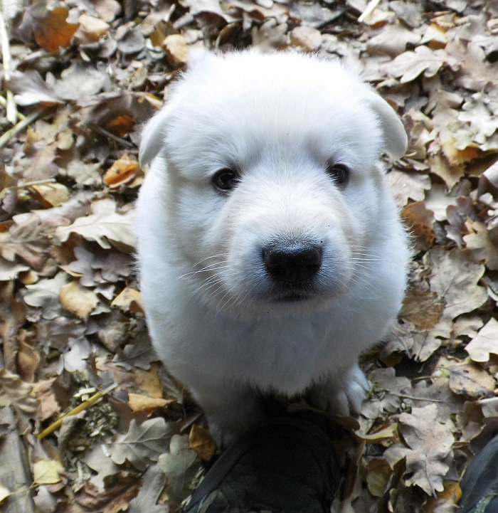 weisser Schferhundwelpe von den Grenzgngern