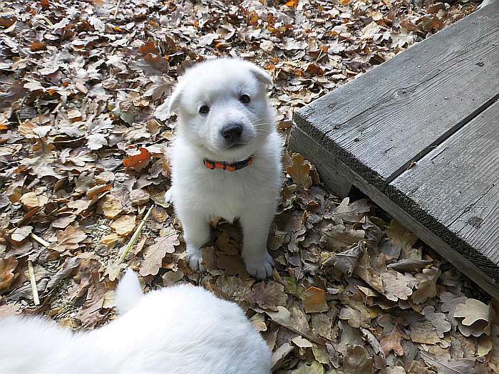 Weisse Schferhundwelpen von den Grenzgngern