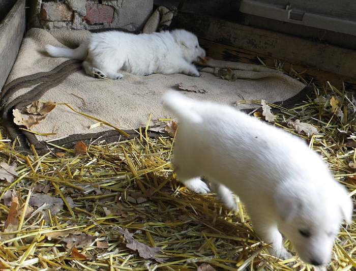 Weisser Schferhundwelpe von den Grenzgngern