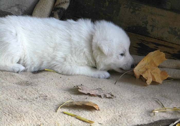 Weisser Schferhundwelpe von den Grenzgngern