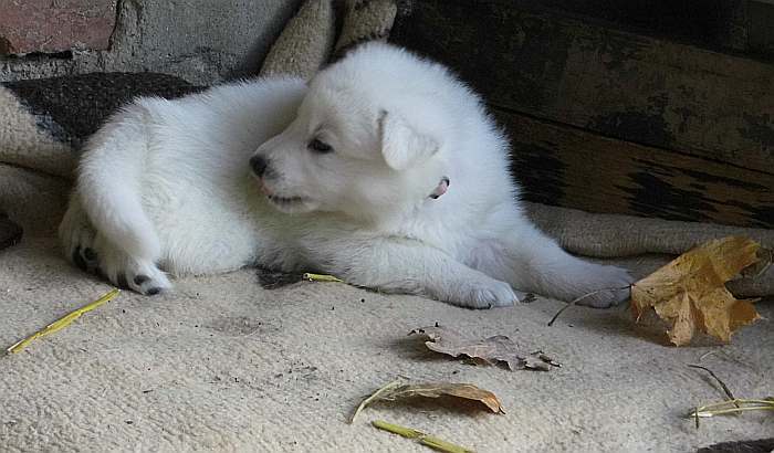 Weisser Schferhundwelpe von den Grenzgngern