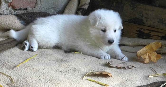 Weisser Schferhundwelpe von den Grenzgngern