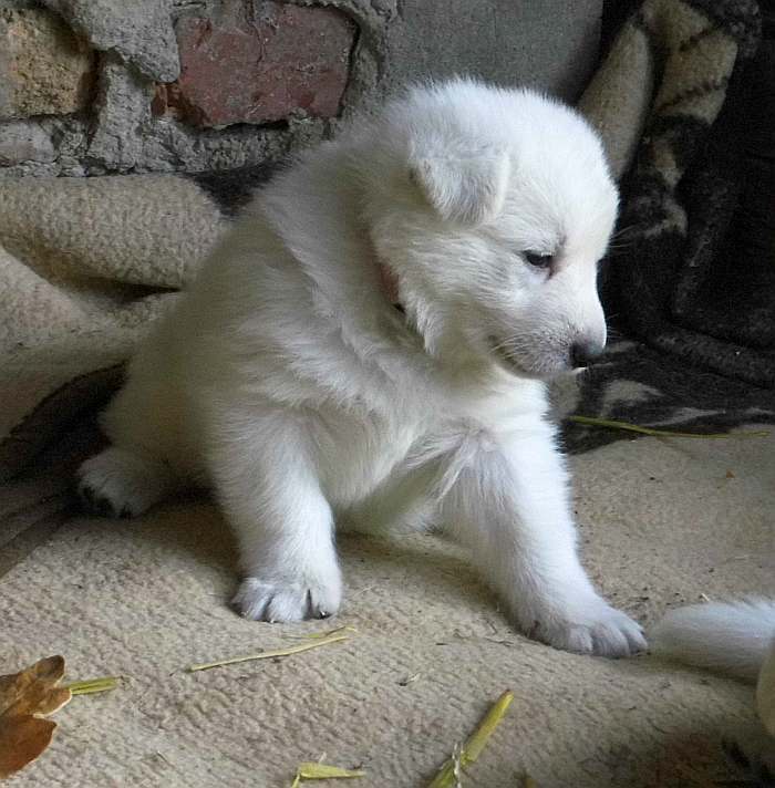 Weisser Schferhundwelpe von den Grenzgngern