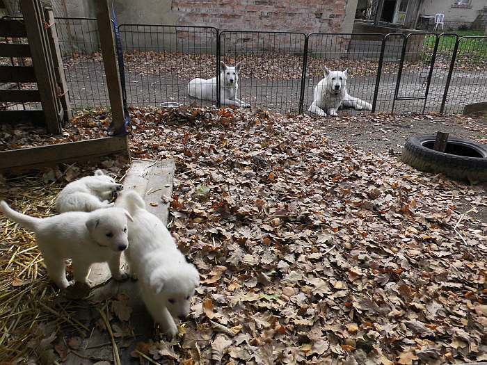 Weisse Schferhundwelpen von den Grenzgngern