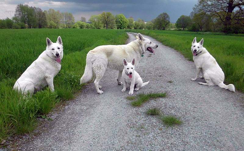 weisse Schferhunde von den Grenzgngern