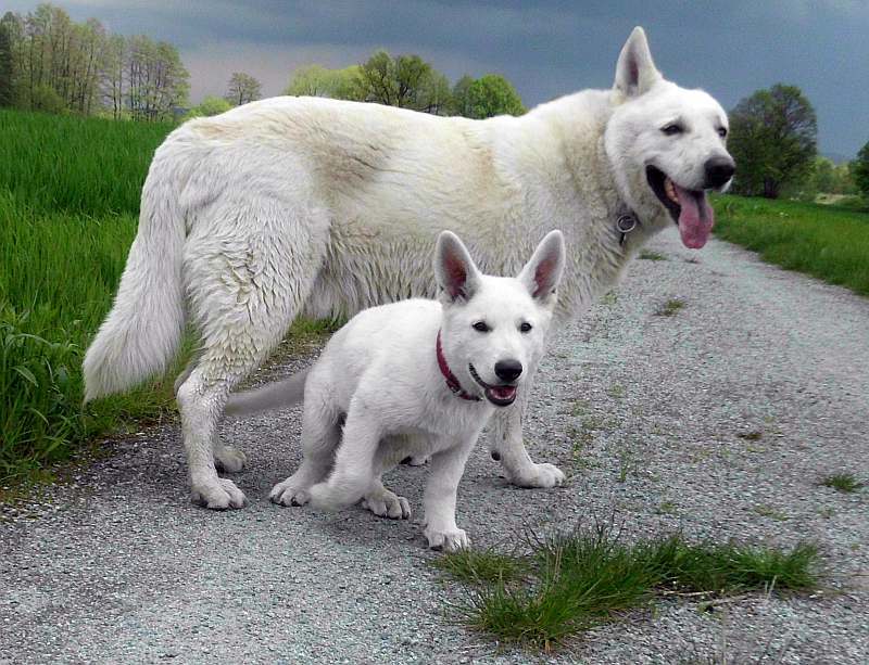 weisse Schferhunde von den Grenzgngern