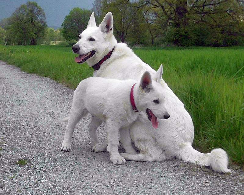 weisse Schferhunde von den Grenzgngern