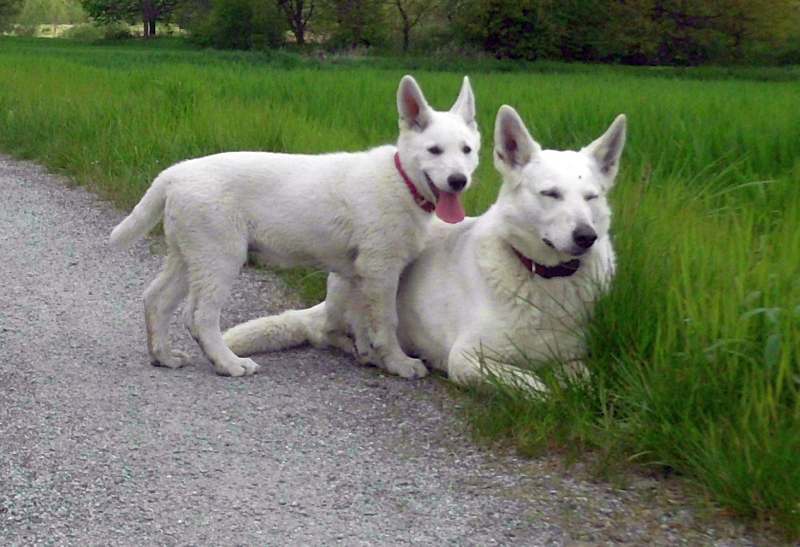 weisse Schferhunde von den Grenzgngern