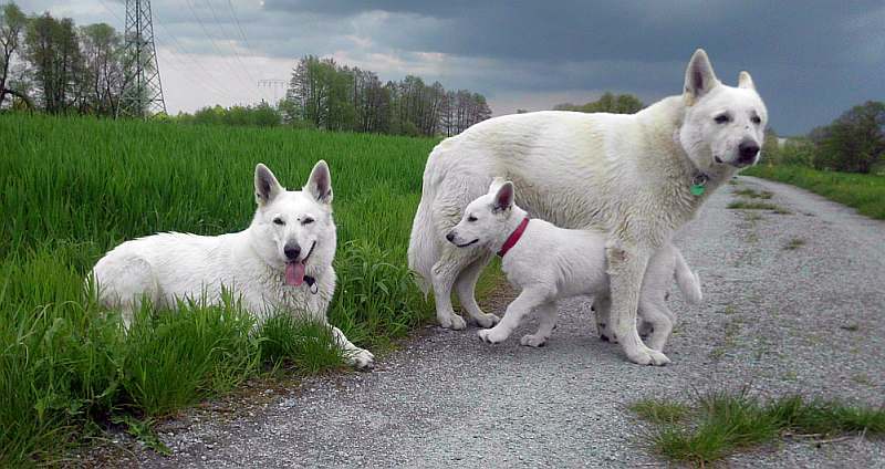 weisse Schferhunde von den Grenzgngern