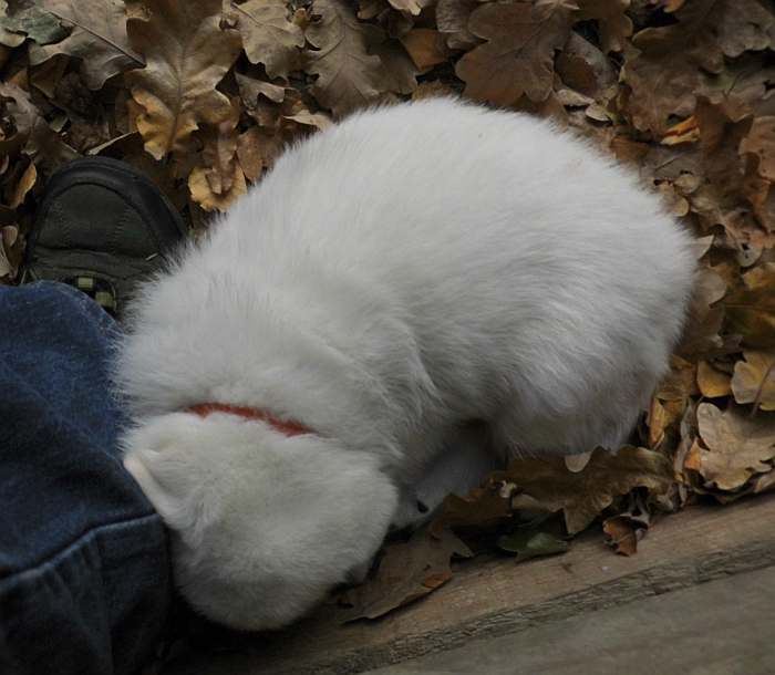 Weisse Schferhundwelpen von den Grenzgngern