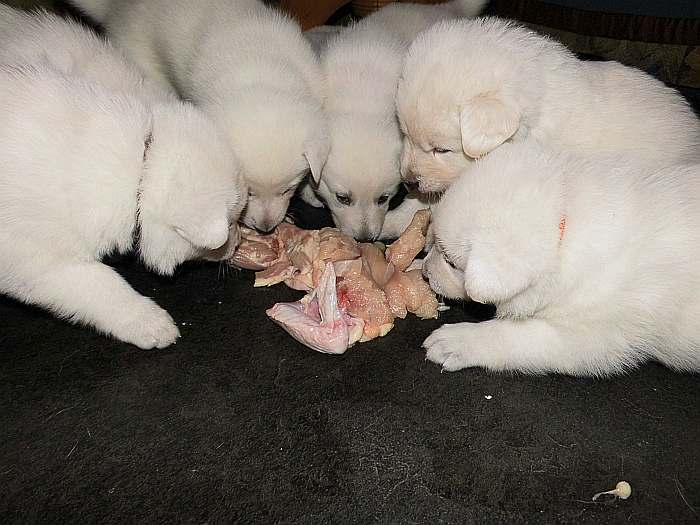 Weisse Schferhundwelpen von den Grenzgngern