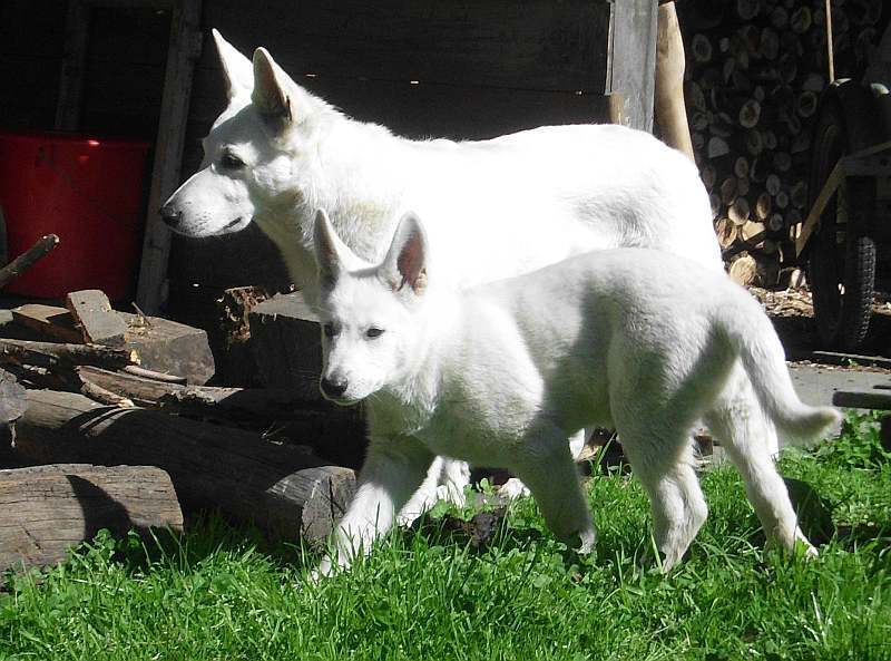 weisser Schferhund von den Grenzgngern