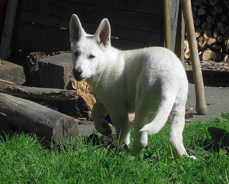 weisser Schferhund von den Grenzgngern