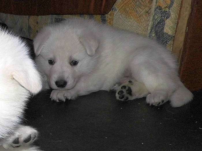 weisser Schferhundwelpe von den Grenzgngern