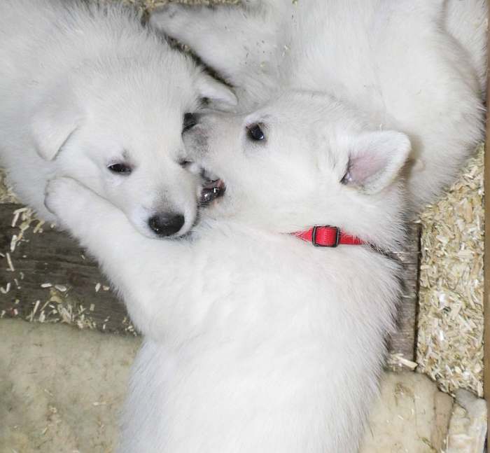 weisser Schferhundwelpe von den Grenzgngern